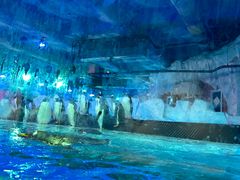 -芜湖新华联大白鲸海洋公园