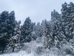 -武陵山森林公园