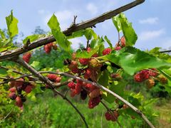 -南京小时候桑葚采摘园