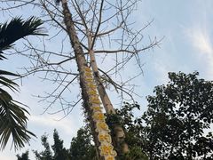 -海南槟榔谷黎苗文化旅游区