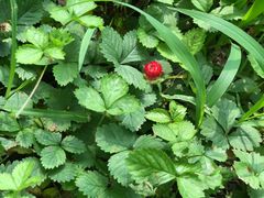 -杨铭宇黄焖鸡(五爱街店)