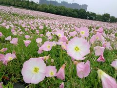 -皇粮浜公园