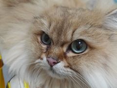 -纳吉亚猫专科动物医院博雅分院