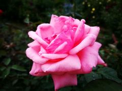 -人民公园(罗湖区)