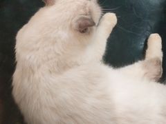 -喵喵咪呀布偶猫咖(春熙路店)