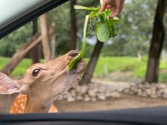 -北京野生动物园