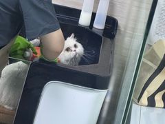 -宠颐生斯嘉宠物医院·急重症·心内科(谷阳北路分院)