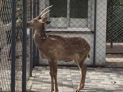 -长白岛森林公园