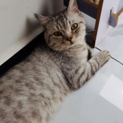-飞梵造型