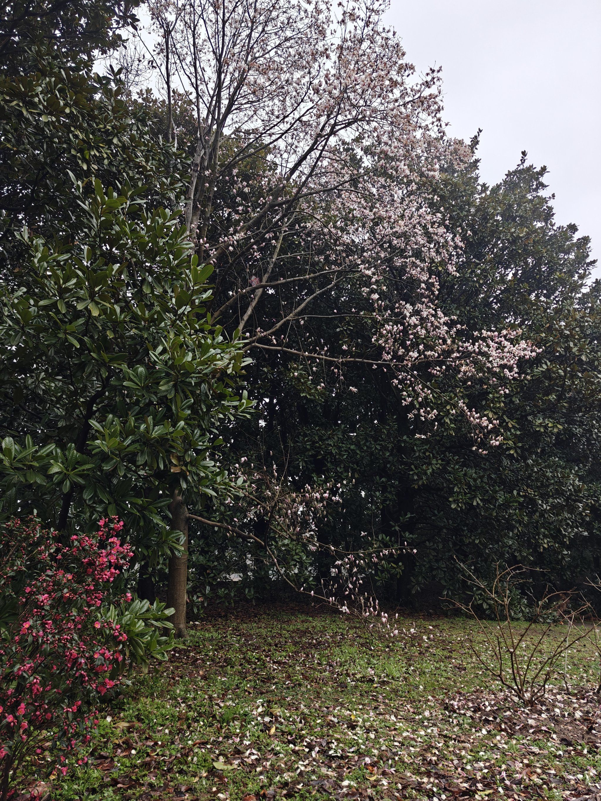 一棵高高的玉兰树,树上花开茂密,树下落了