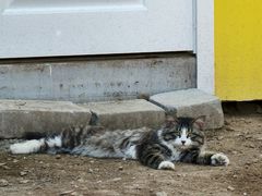 -Walker萌宠露营(大明骑士驿站店)