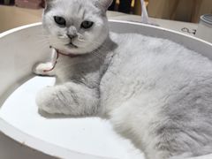 -藏猫猫咖啡主题馆(中央大道店)