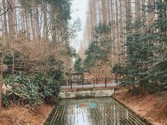 -东平国家森林公园