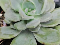 -三号码头罗氏虾小馆