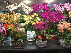 -双季花艺园艺市场(浦东店)