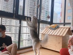 -Husky Go! 哈士奇体验馆·宠物咖啡厅狗咖