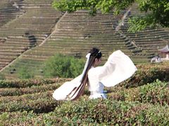 -十八棵（老龙井）御茶园(老龙井店)
