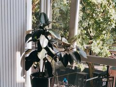 -蝶舍·MAISON PAPILLON