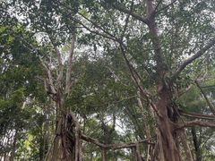 -中国科学院西双版纳热带植物园