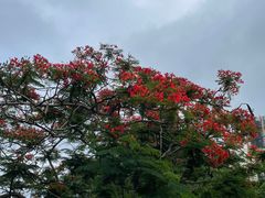 -梧桐山风景名胜区