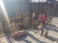 -北京鹿世界主题园