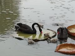 -微山湖红荷湿地景区