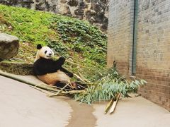 -都江堰中华大熊猫苑