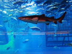 -迪拜水族馆及水下动物园
