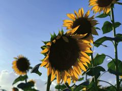 -光明小镇欢乐田园