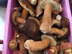 美味牛肝菌-菌之家野生菌火锅