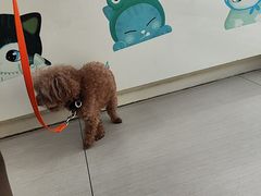 -全心全意连锁动物医院·微创中心·内科急重症·心脏专科(丰管路店)