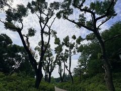 -苏州上方山国家森林公园