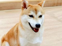 -南京Hallo宠物乐园·哈罗犬舍·柴犬繁育基地