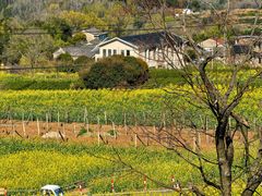 -桑洲油菜花景区