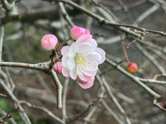 -峨眉山报国寺