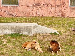 -无锡动物园·太湖欢乐园