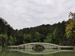 -铁山坪森林公园