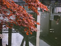 -秋霞圃