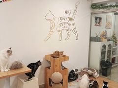 -有喵·猫咖·狗咖·30几只猫10只小狗(岗厦店)