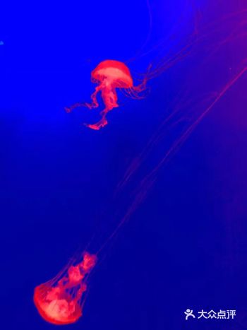 水母(英文名称:Jelly Fish):是水生环境中