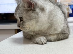 -瑞派康怡24h宠物医院·犬猫医疗中心·微创绝育(瑞景分院)