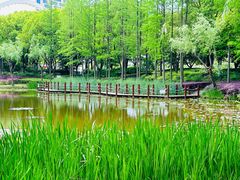 -陈家山荷花公园