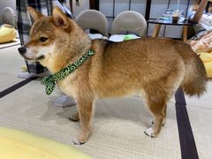 -逗柴咖啡屋·狗咖猫咖宠物桌游