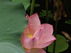 -荔湾湖公园
