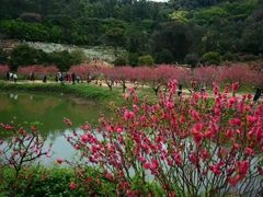 -南国桃园旅游度假区