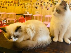 -名猫咖啡馆·撸猫·拼豆