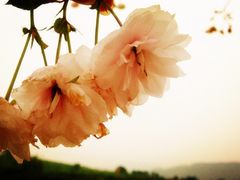-天适樱花悠乐园