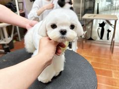 -鑫艺宠物美容培训学校