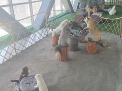-肃宁华斯国际裘皮城