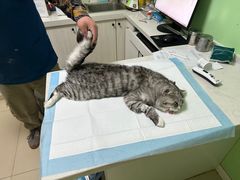 -圣宠动物医院·犬猫专科·影像中心·外科中心